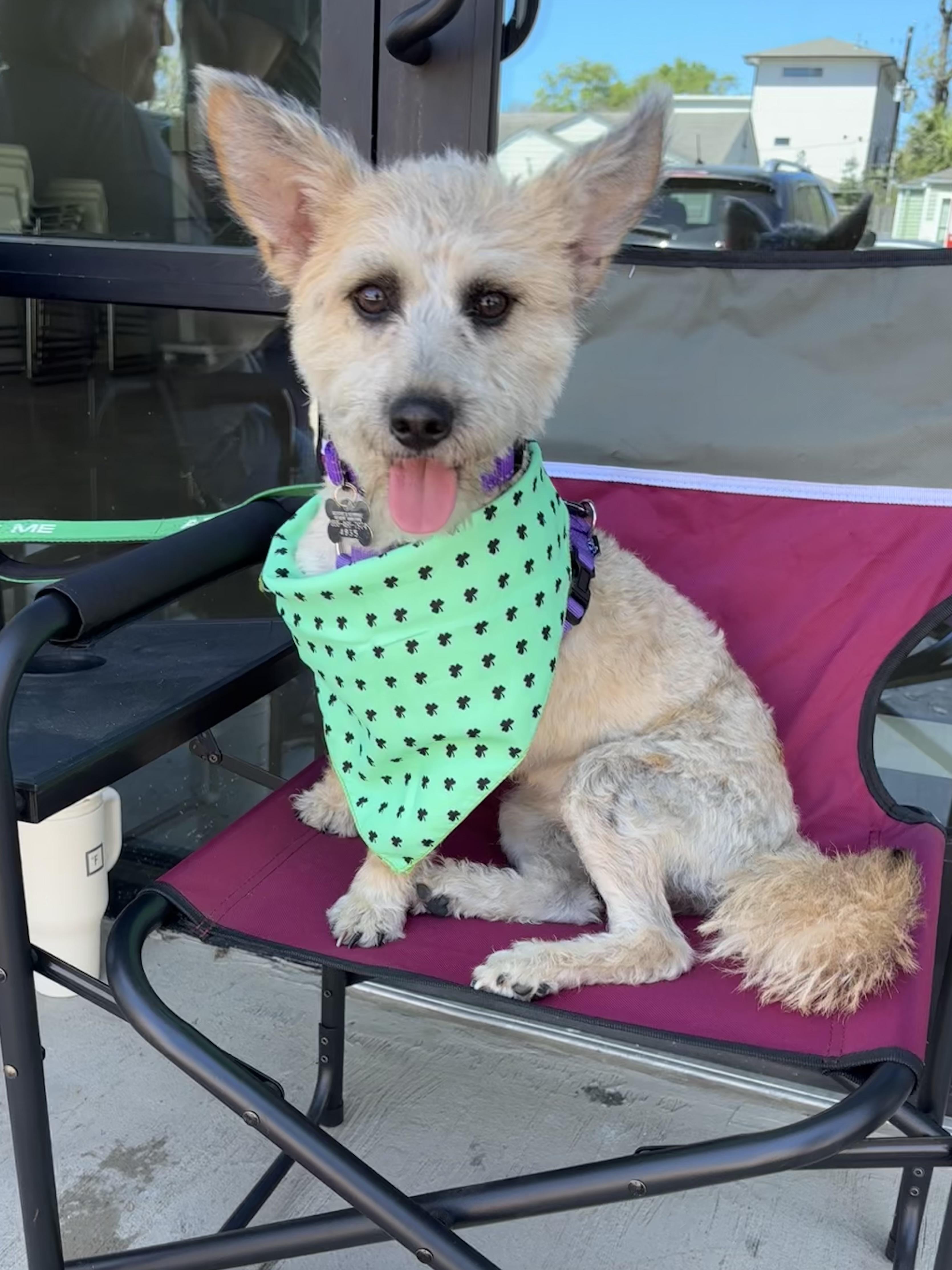 Enlarge Fern, a ADOPTABLE mixed breed in Spring, TX image 4/6