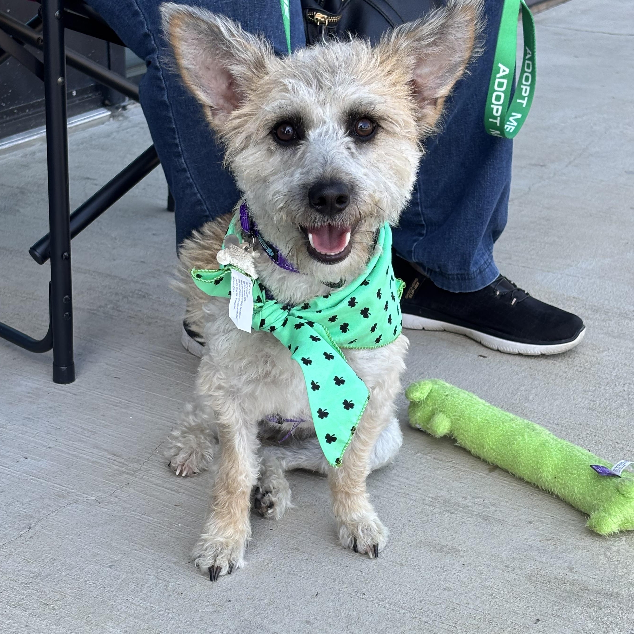 Enlarge Fern, a ADOPTABLE mixed breed in Spring, TX image 3/6