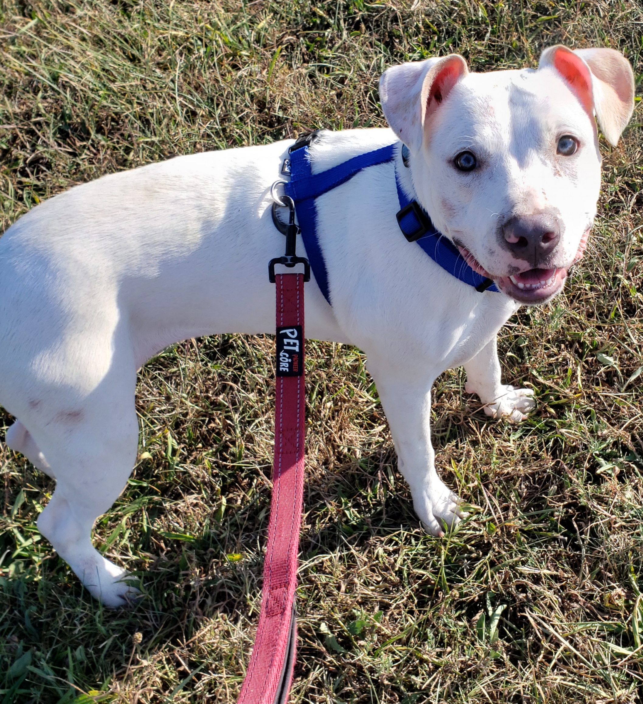 Enlarge Dolly, a Adoptable Mixed Breed in Middlebury, IN image 1/1