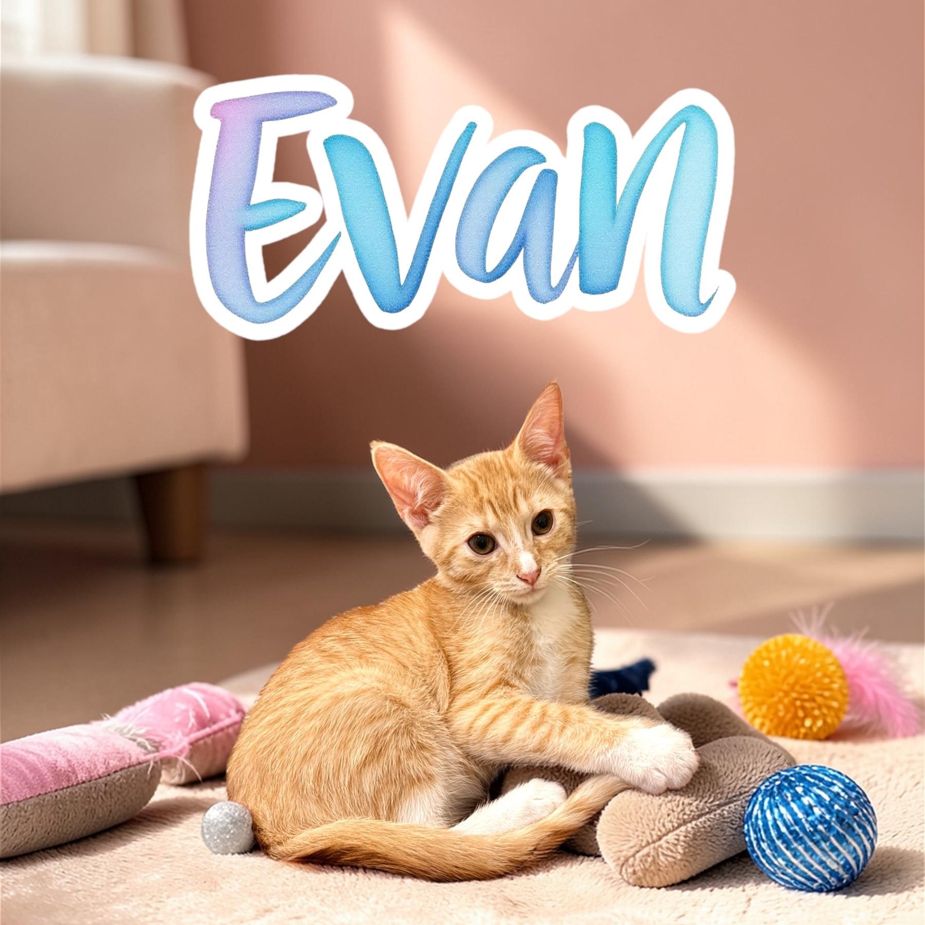 Cute Evan, ADOPTABLE, Kitten Male Domestic Short Hair & Tabby.