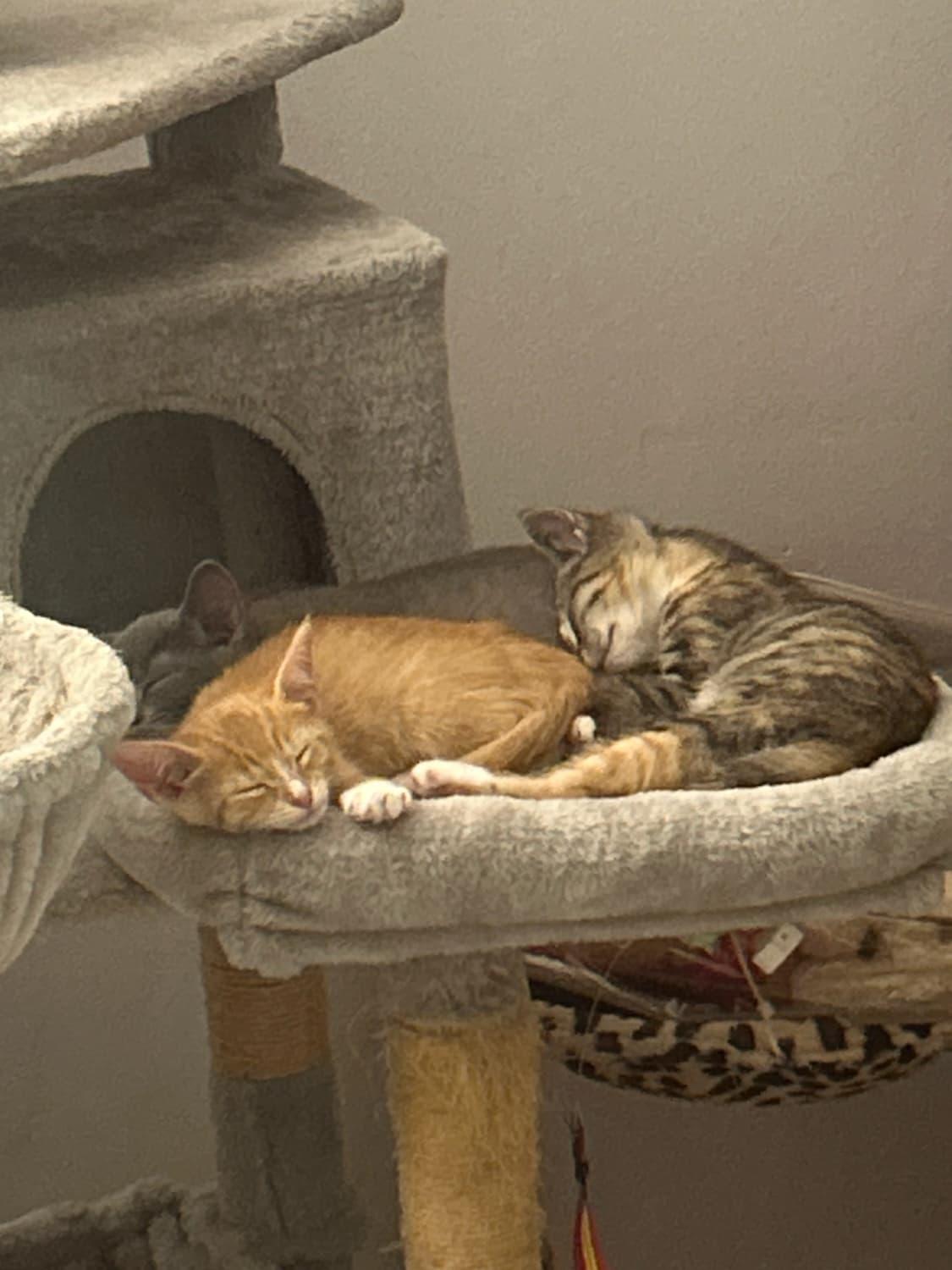 Enlarge Cute Evan, a ADOPTABLE mixed breed in Boca Raton, FL image 2/6