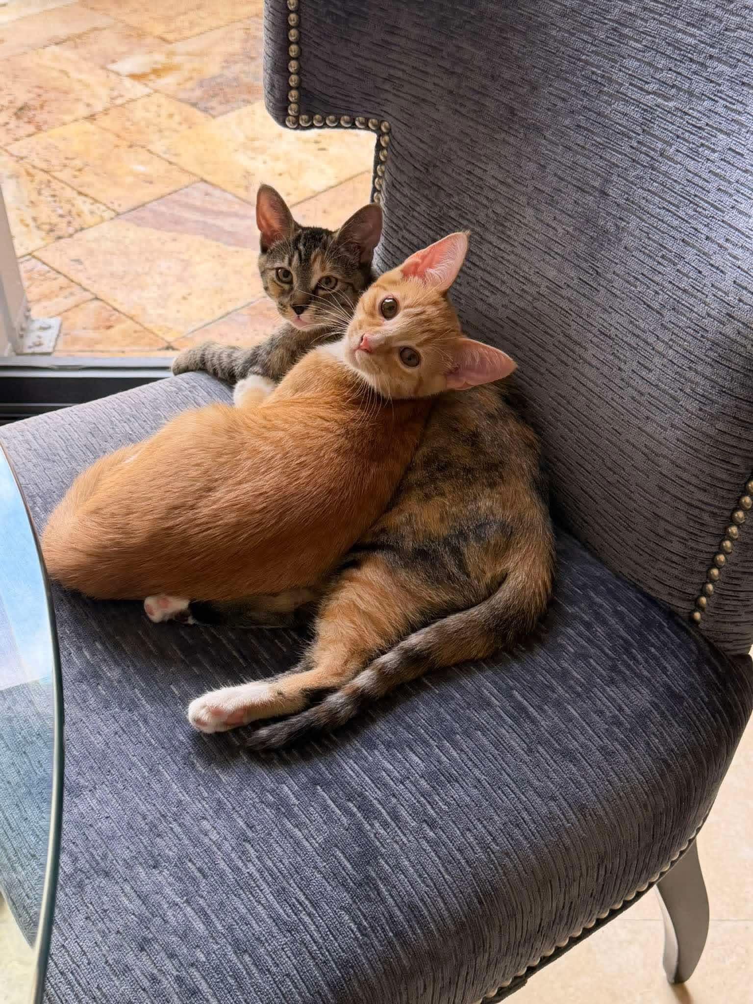 Sweet Emmie & Evan, a ADOPTABLE mixed breed in Boca Raton, FL image 2/6