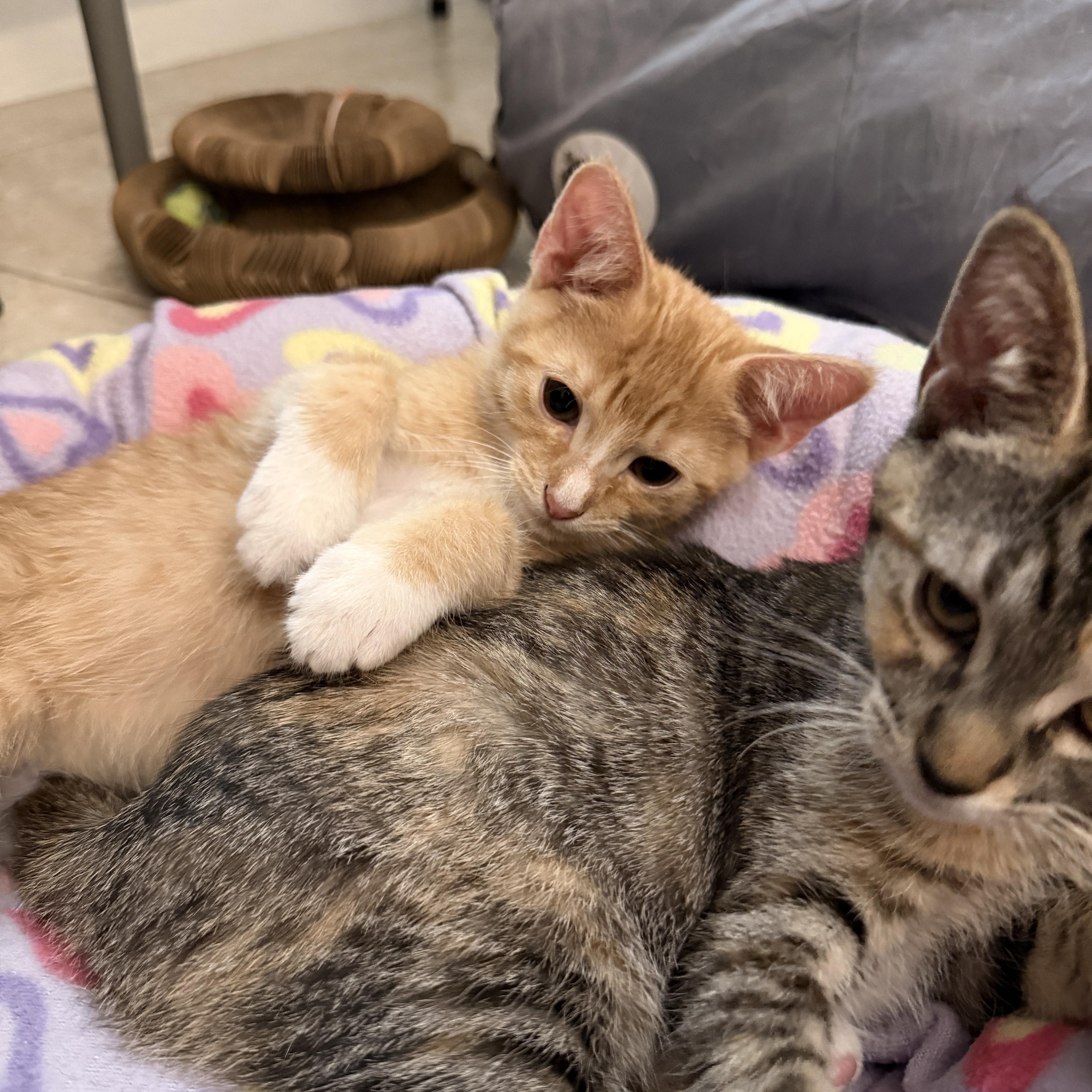 Cute Evan, a ADOPTABLE mixed breed in Boca Raton, FL image 4/6