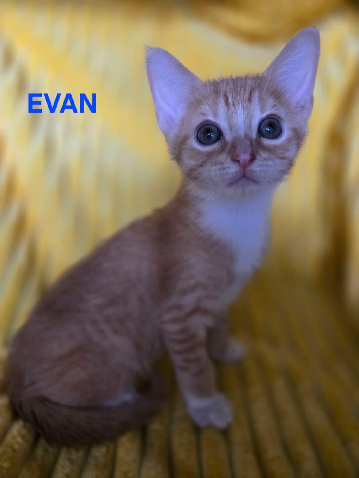 Enlarge Cute Evan, a ADOPTABLE mixed breed in Boca Raton, FL image 5/6