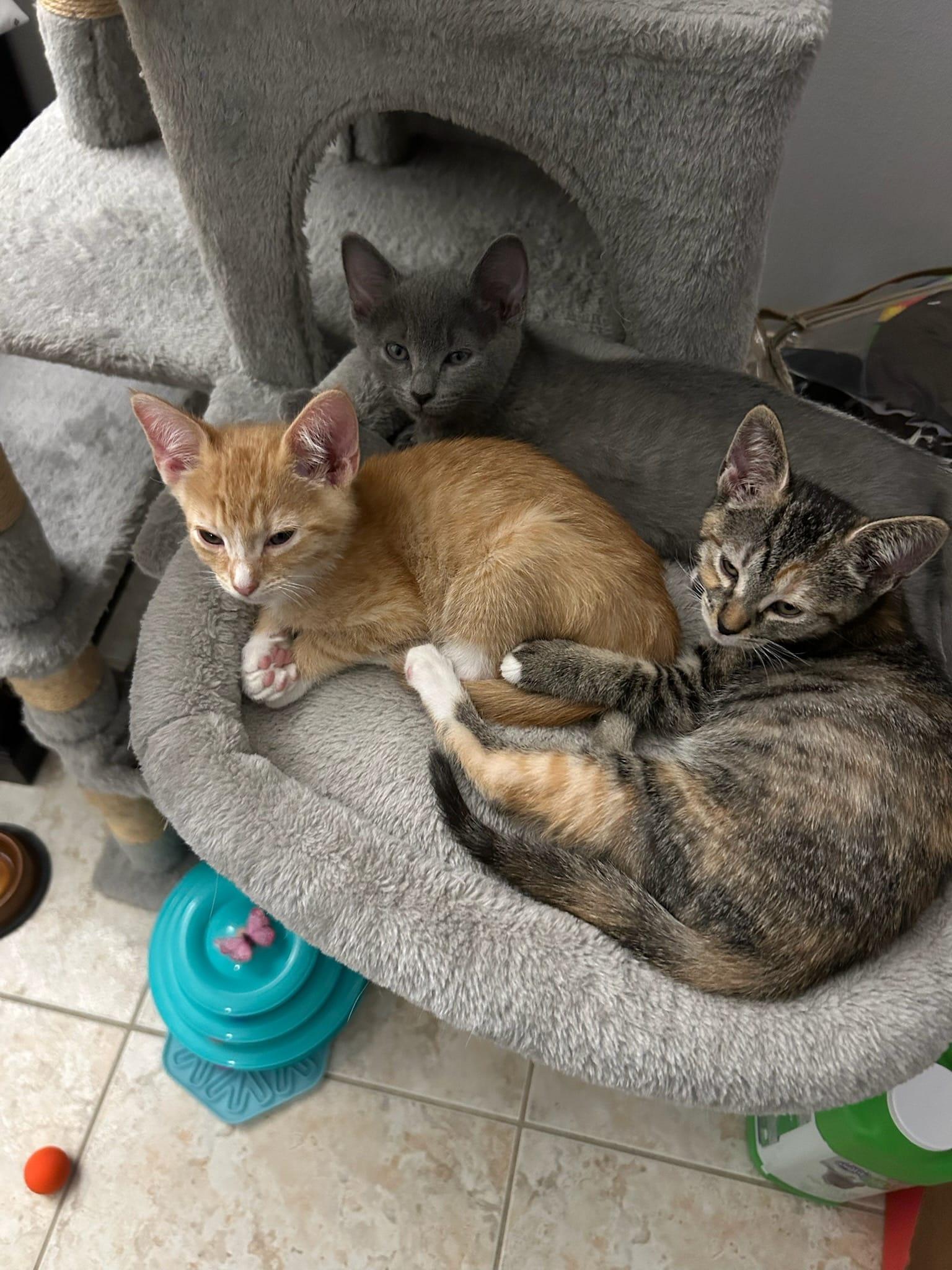 Enlarge Cute Evan, a ADOPTABLE mixed breed in Boca Raton, FL image 3/6