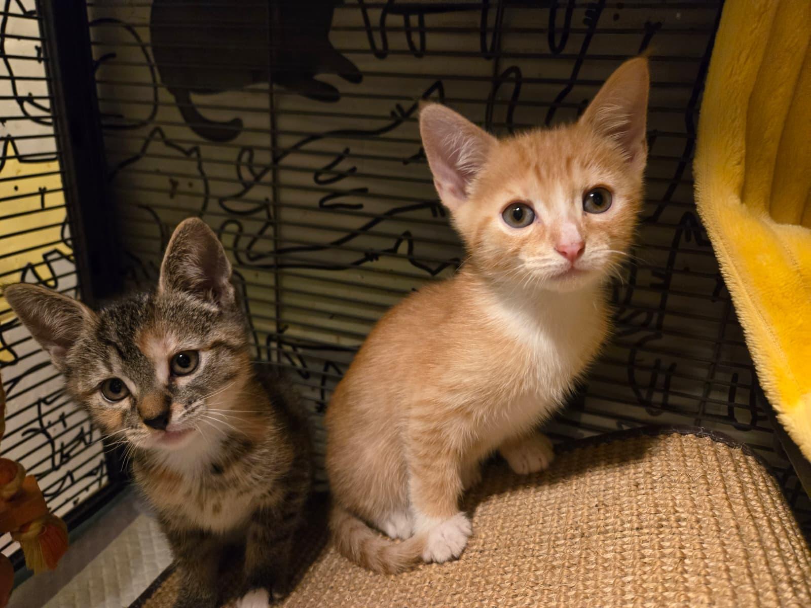 Enlarge Cute Evan, a ADOPTABLE mixed breed in Boca Raton, FL image 4/6