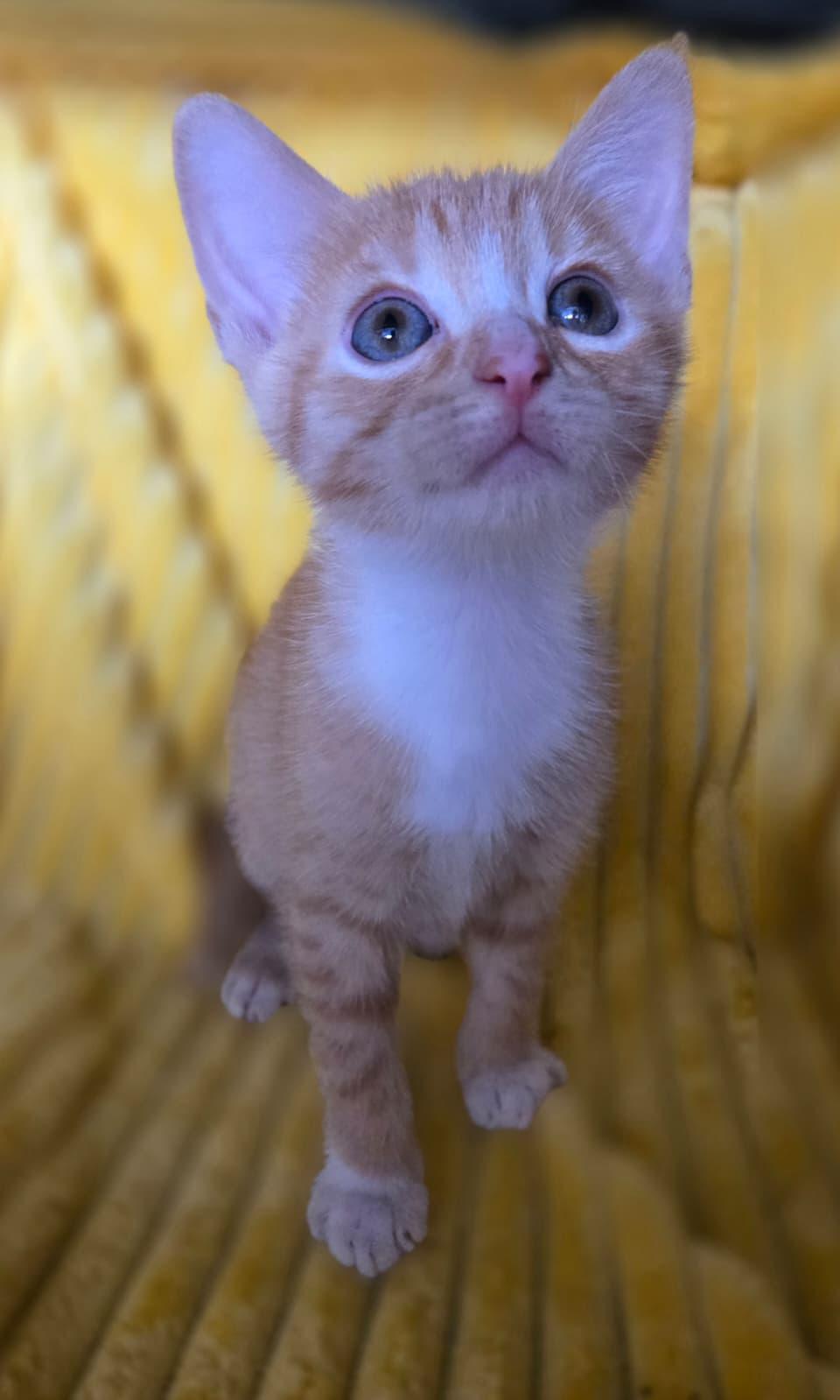 Enlarge Cute Evan, a ADOPTABLE mixed breed in Boca Raton, FL image 6/6