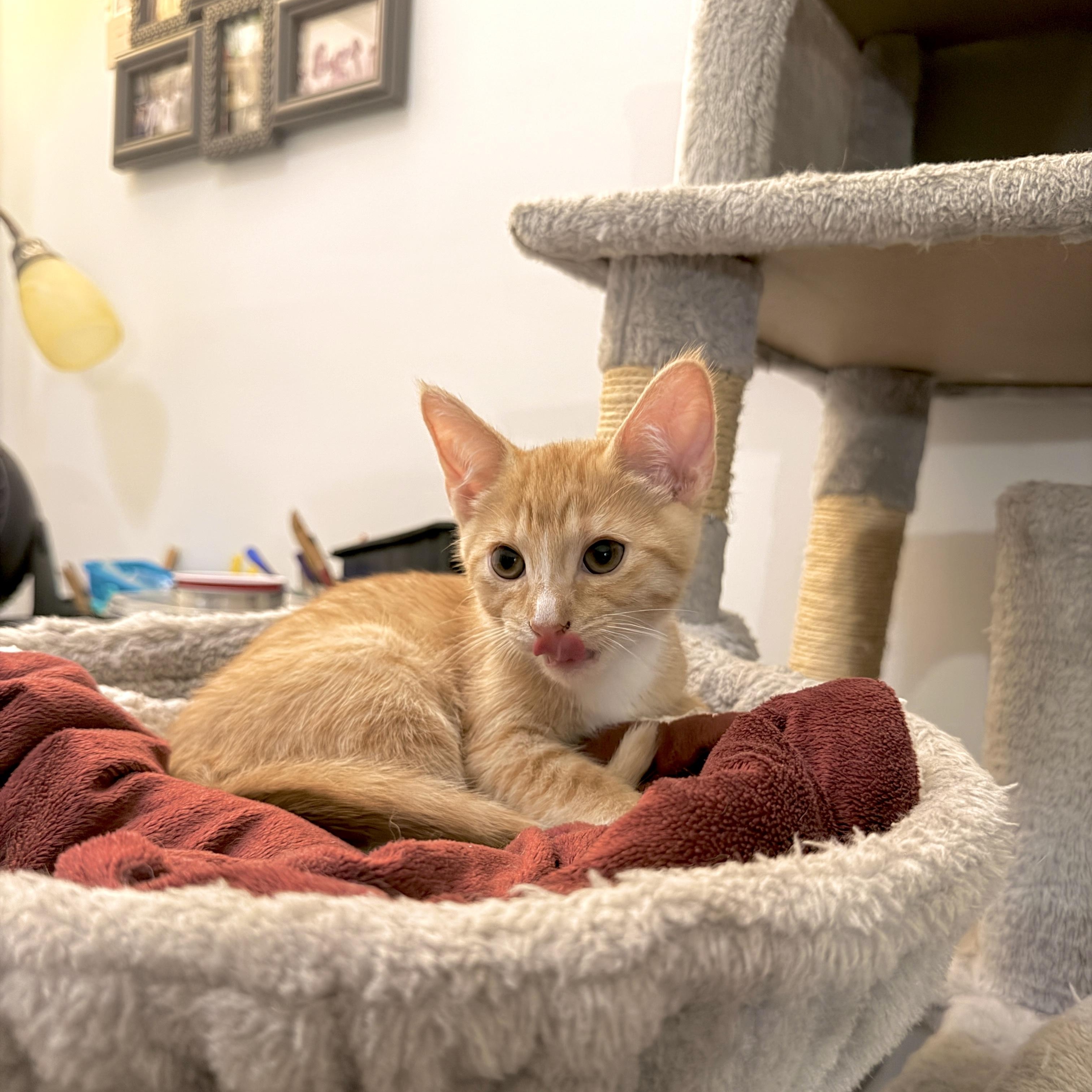 Cute Evan, a ADOPTABLE mixed breed in Boca Raton, FL image 3/6