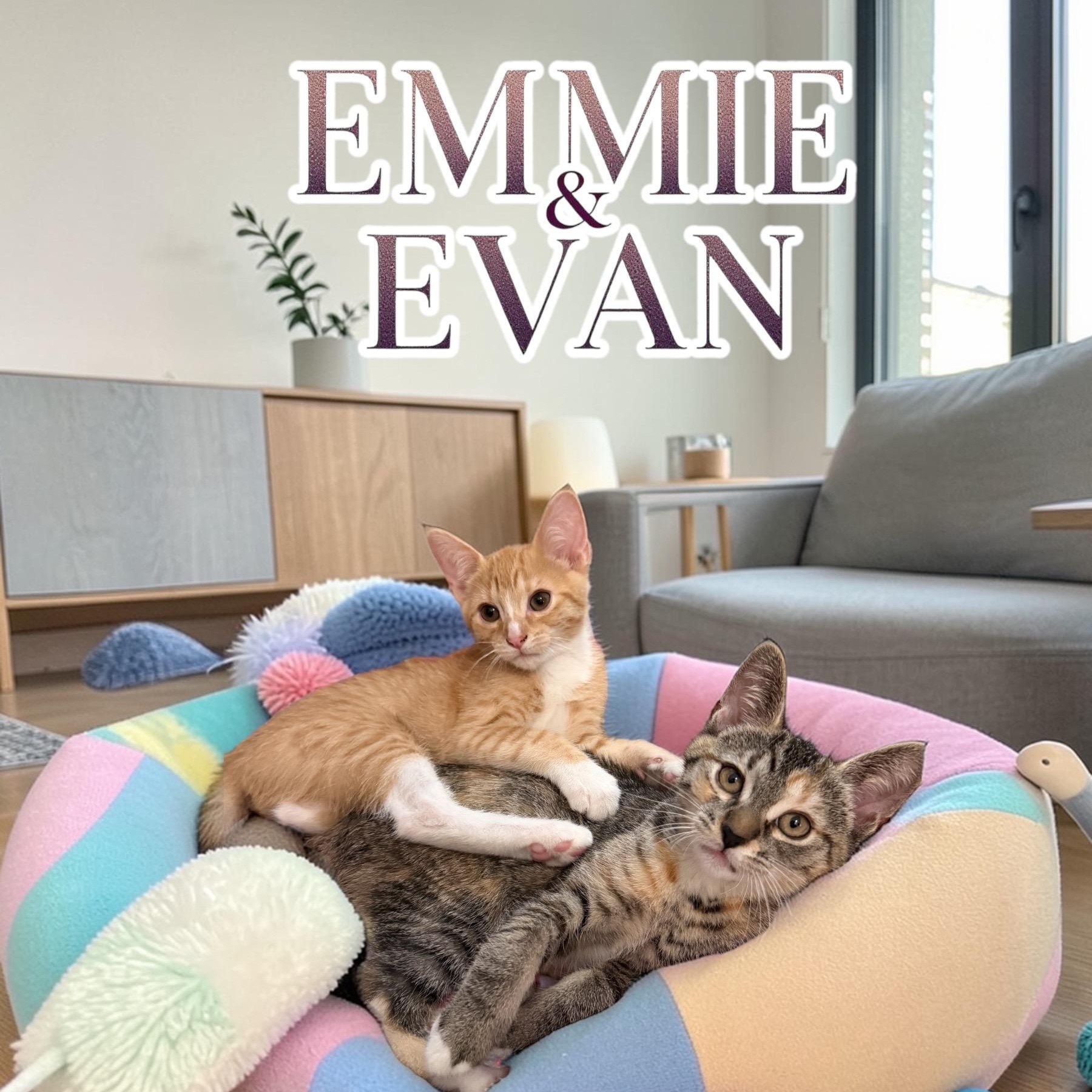 Cute Evan, a ADOPTABLE mixed breed in Boca Raton, FL image 6/6