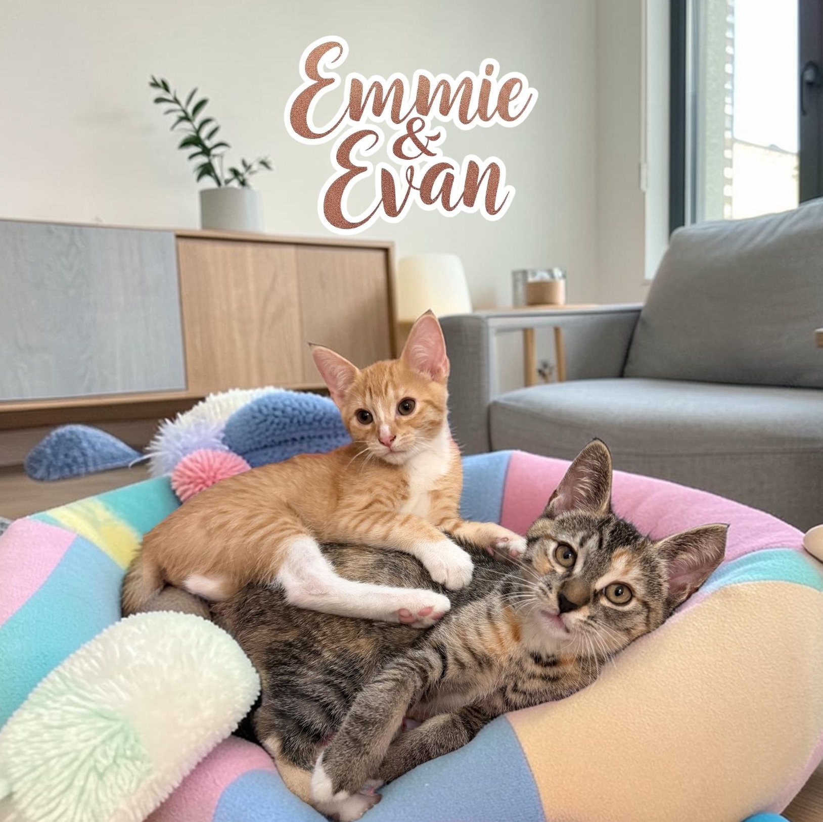 Sweet Emmie & Evan, ADOPTABLE, Young Male Calico & Tabby.