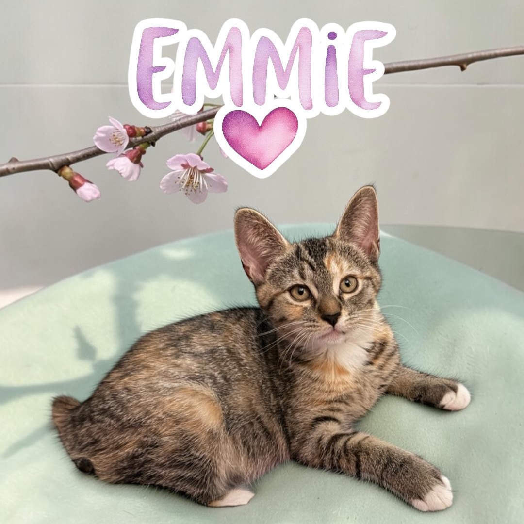 Sweet Emmie & Evan, a ADOPTABLE mixed breed in Boca Raton, FL image 4/6