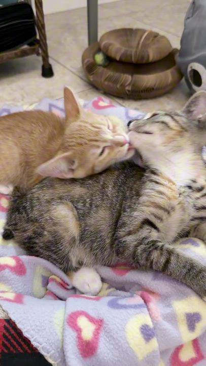 Enlarge Cute Evan, a ADOPTABLE mixed breed in Boca Raton, FL video 2/6