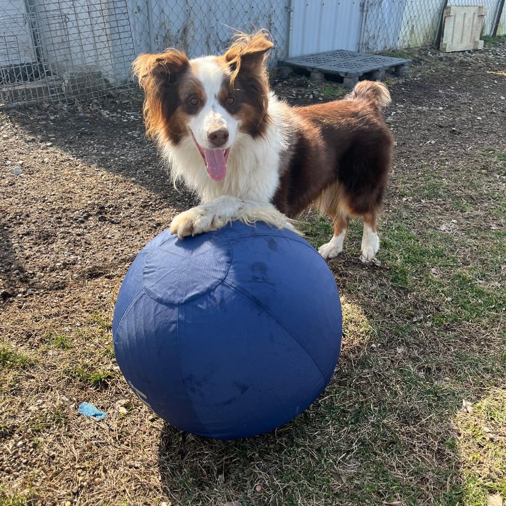 Enlarge Rocky, a Adoptable Australian Shepherd in Jasper, IN image 1/6