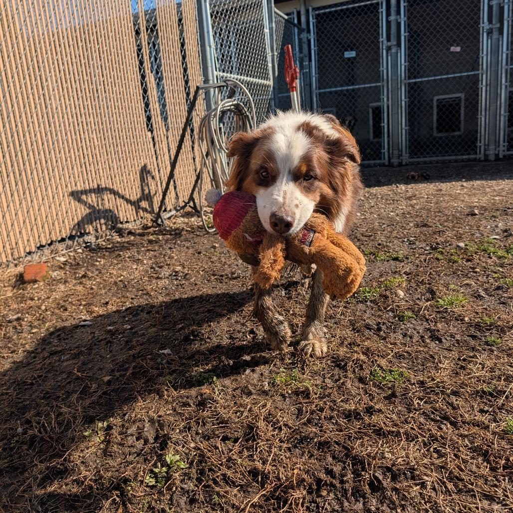Enlarge Rocky, a Adoptable Australian Shepherd in Jasper, IN image 2/6