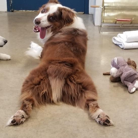Rocky, Adoptable, Adult Male Australian Shepherd.