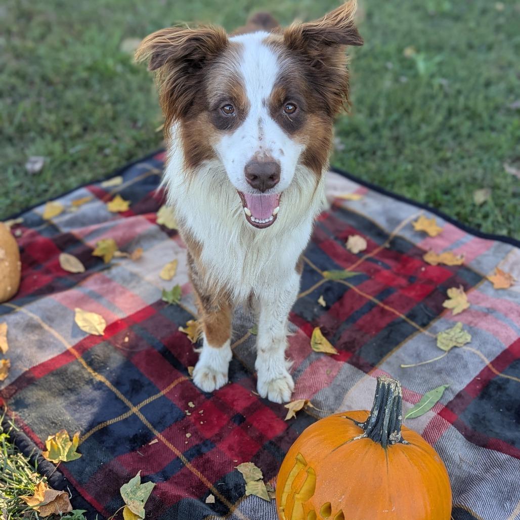 Enlarge Rocky, a Adoptable Australian Shepherd in Jasper, IN image 2/3