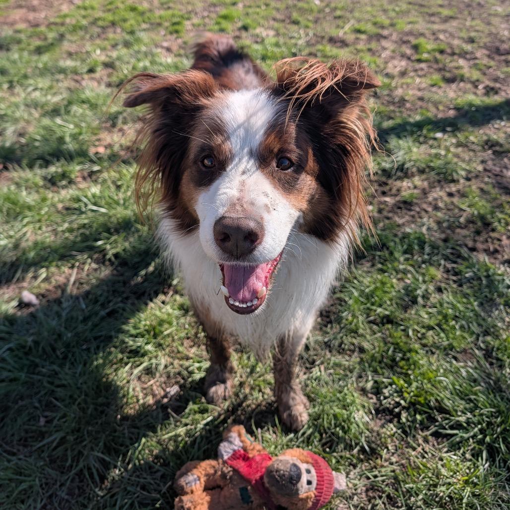 Enlarge Rocky, a Adoptable Australian Shepherd in Jasper, IN image 6/6