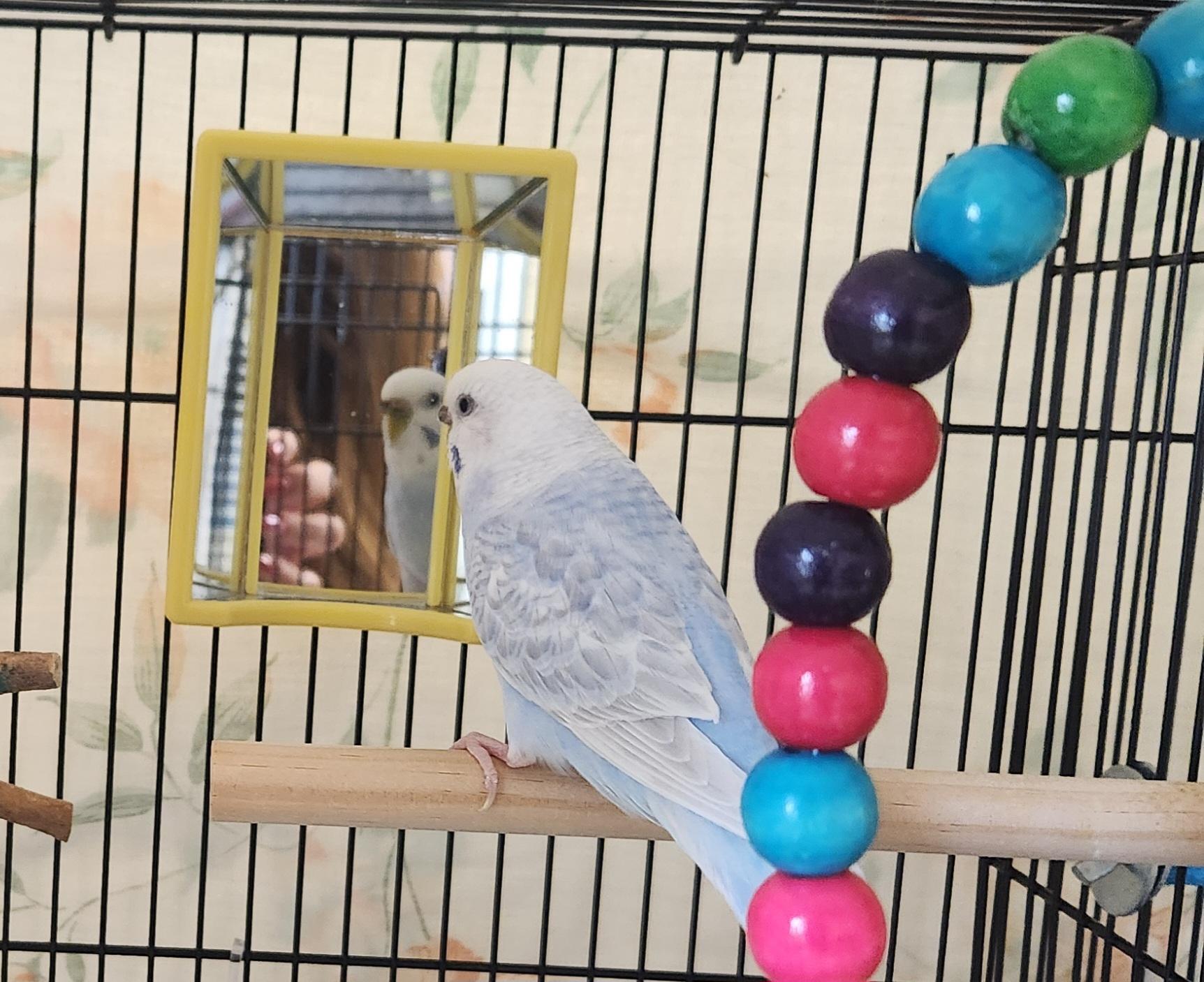 Aqua, adopted, Young Female Parakeet (Other).