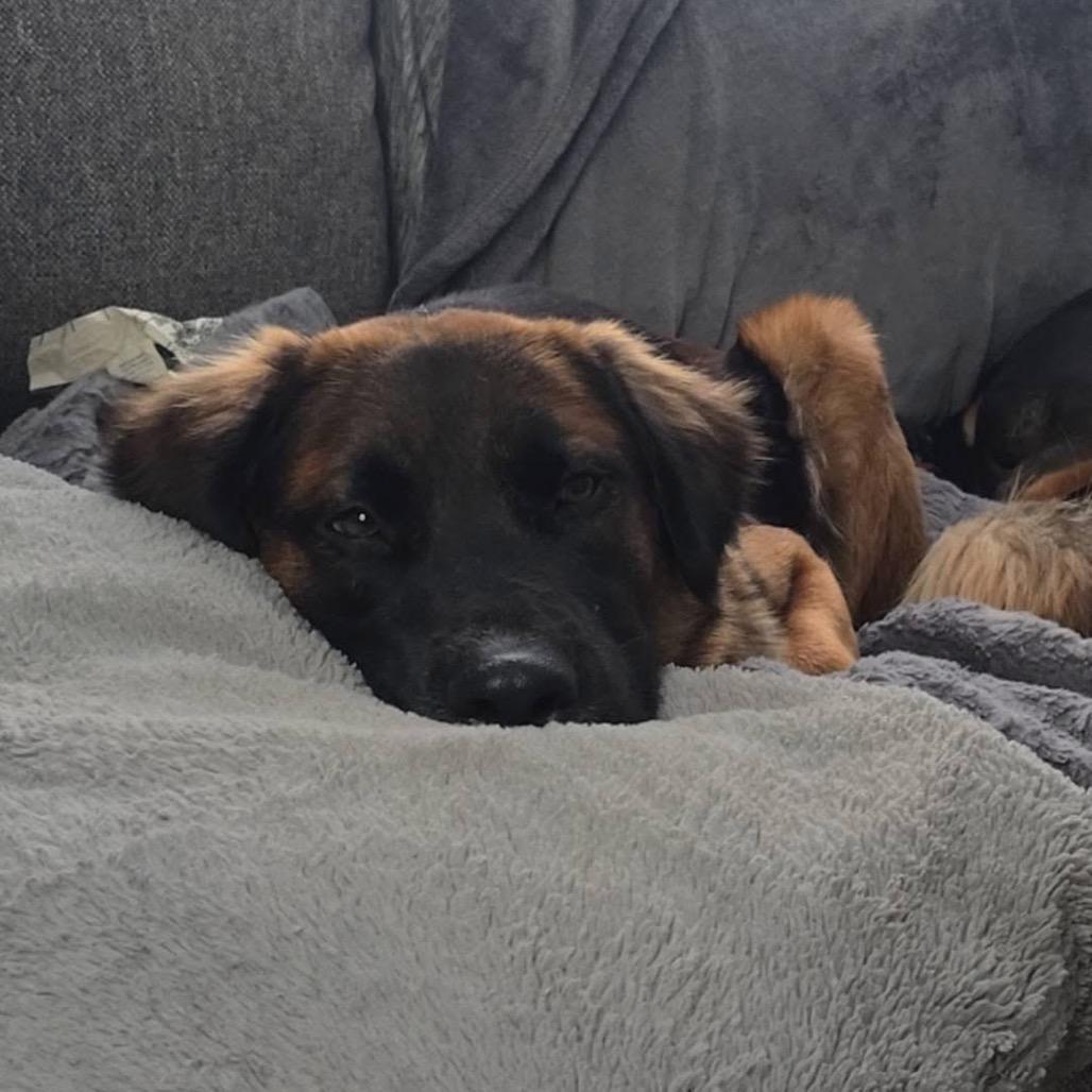 Enlarge Chief, a Adoptable mixed breed in Tomah, WI image 1/4