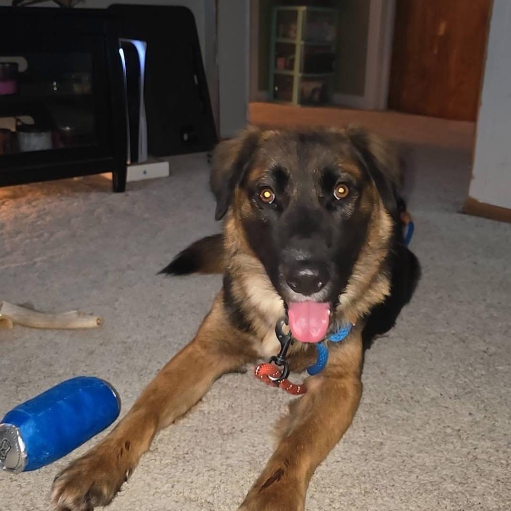 Enlarge Chief, a Adoptable mixed breed in Tomah, WI image 3/4