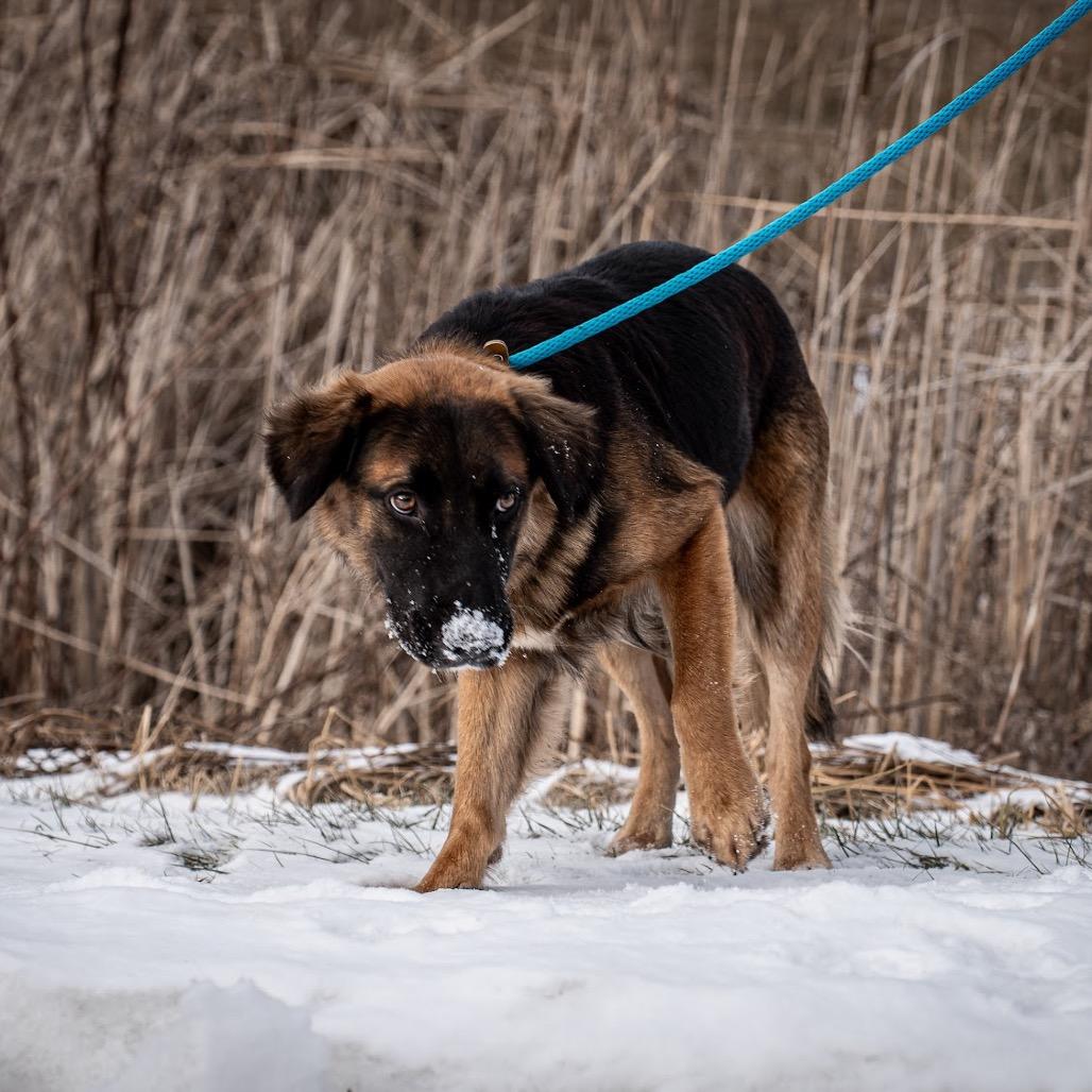 Enlarge Chief, a Adoptable mixed breed in Tomah, WI image 4/4