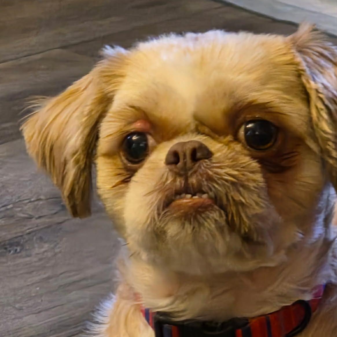 Enlarge Zola, a Adoptable Shih Tzu in St Thomas, ON image 2/3