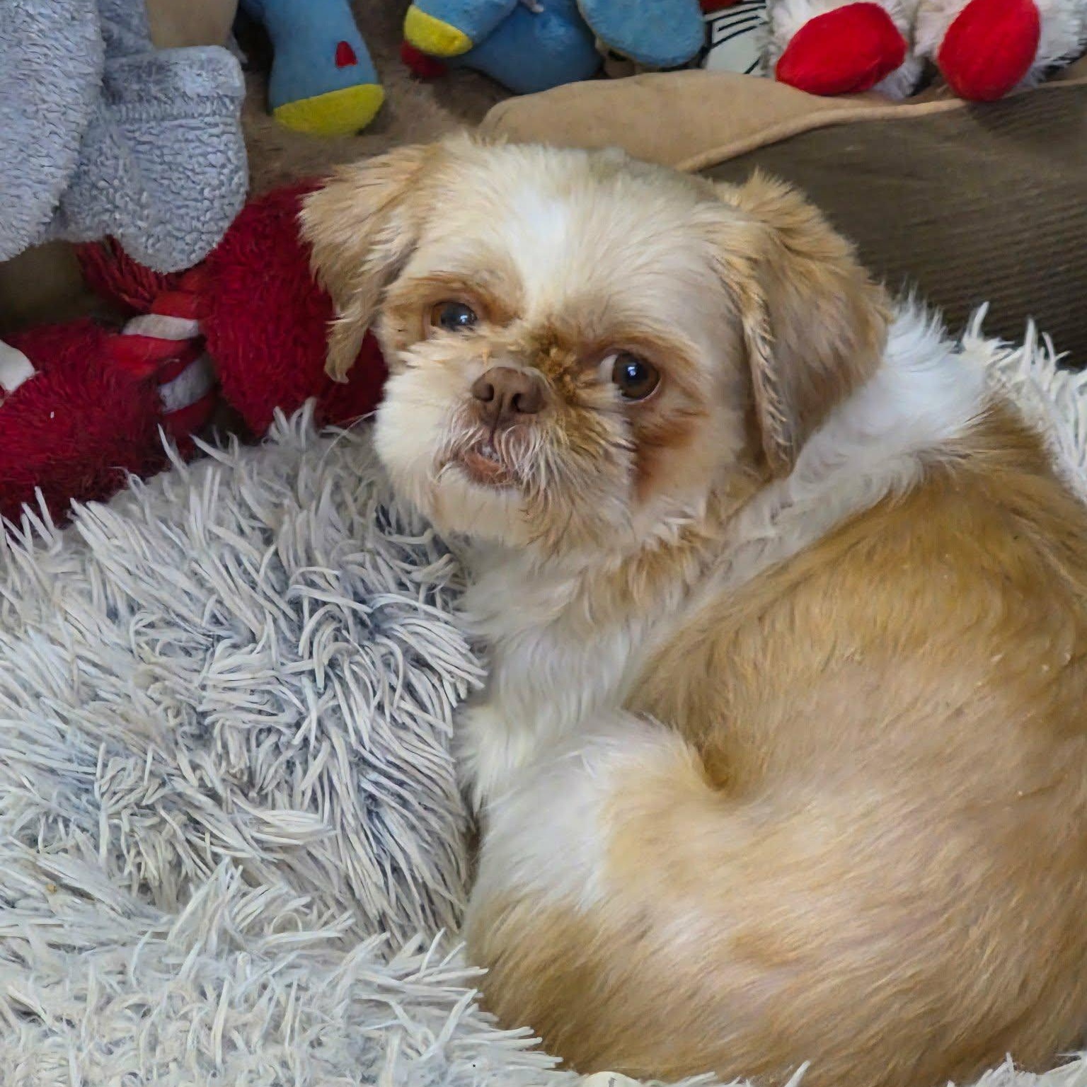 Enlarge Zola, a Adoptable Shih Tzu in St Thomas, ON image 1/3