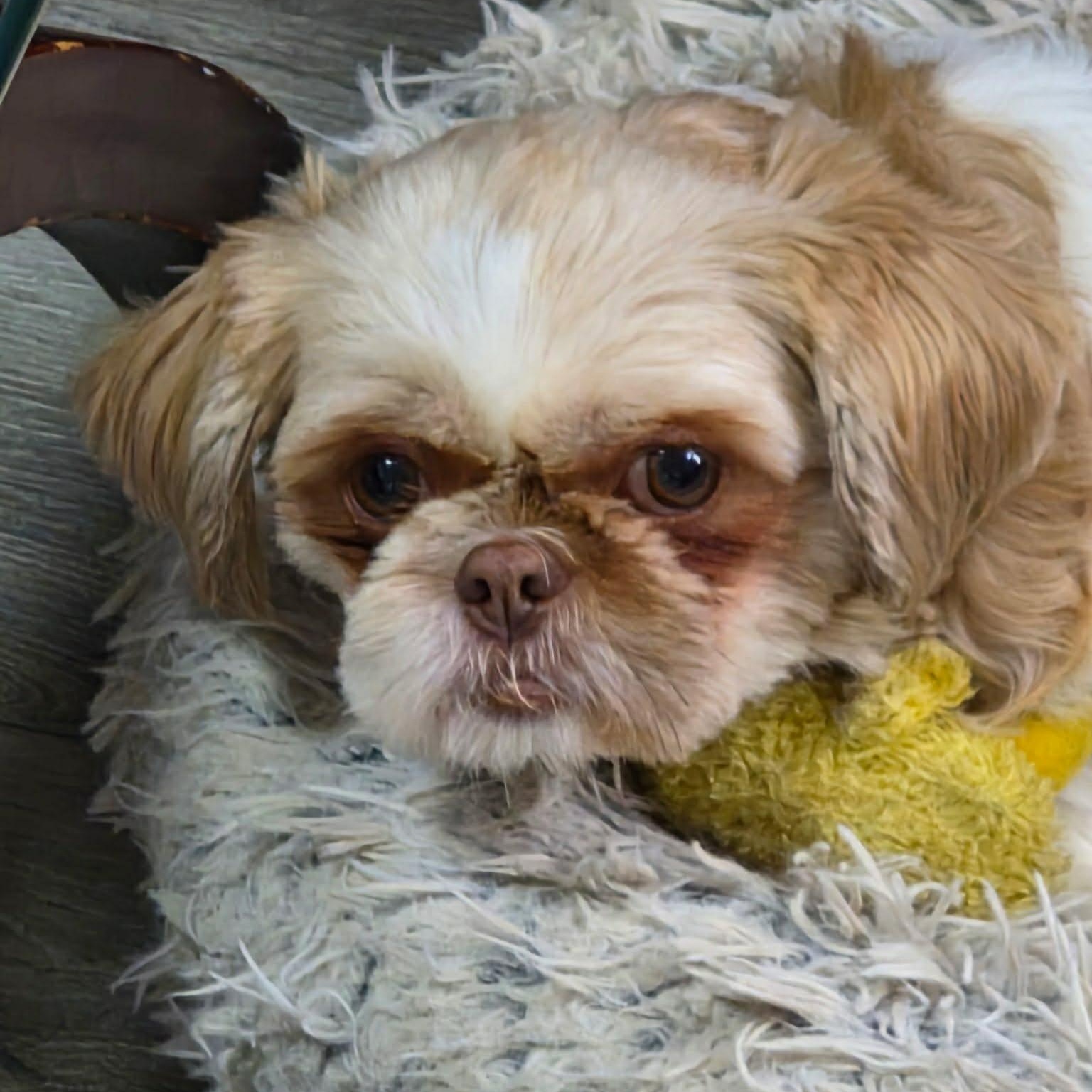 Enlarge Zola, a Adoptable Shih Tzu in St Thomas, ON image 3/3