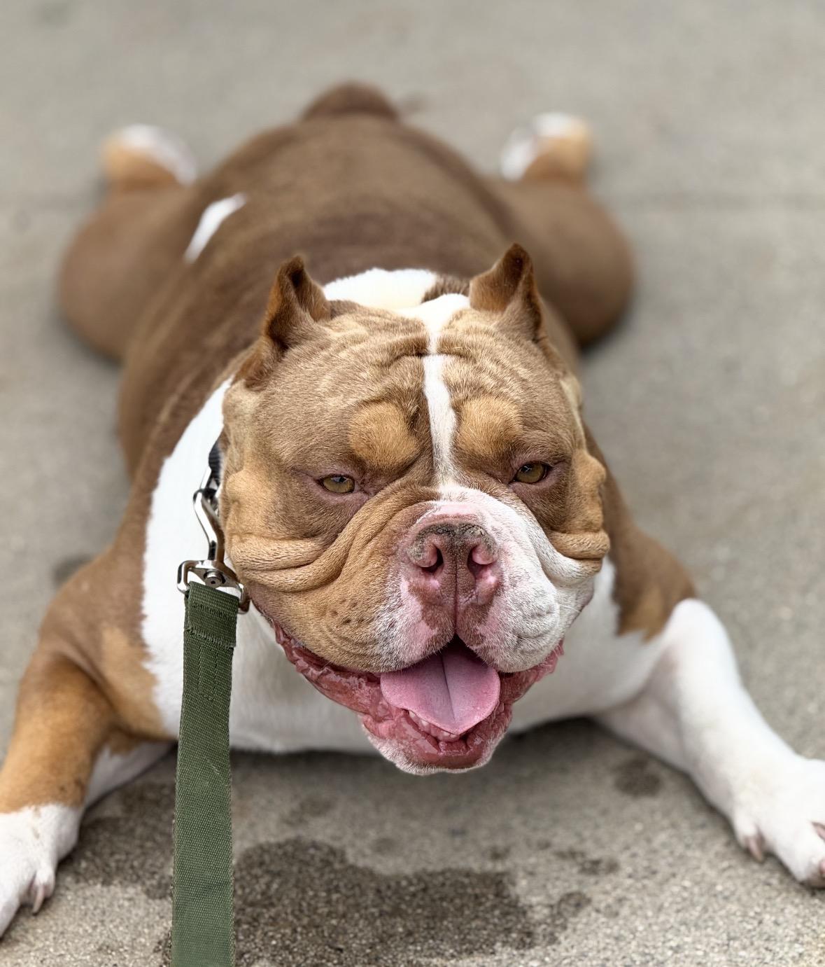 Enlarge Bubba, a ADOPTABLE mixed breed in Huntington Beach, CA image 1/4