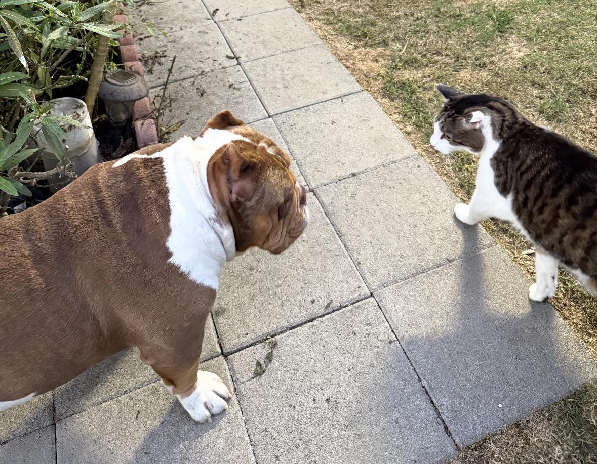 Enlarge Bubba, a ADOPTABLE mixed breed in Huntington Beach, CA image 3/4