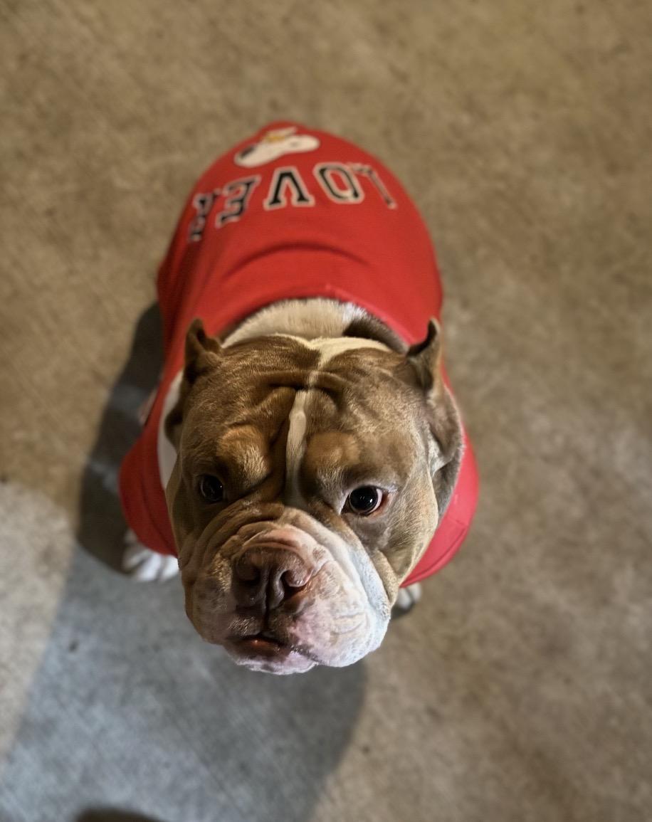 Enlarge Bubba, a ADOPTABLE mixed breed in Huntington Beach, CA image 4/4