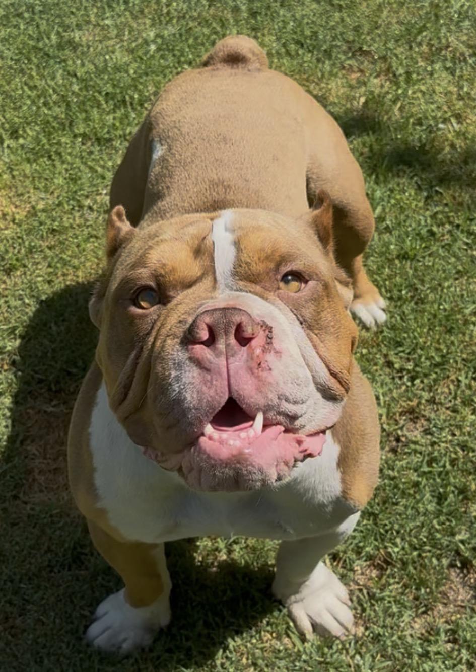 Enlarge Bubba, a ADOPTABLE mixed breed in Huntington Beach, CA image 2/4