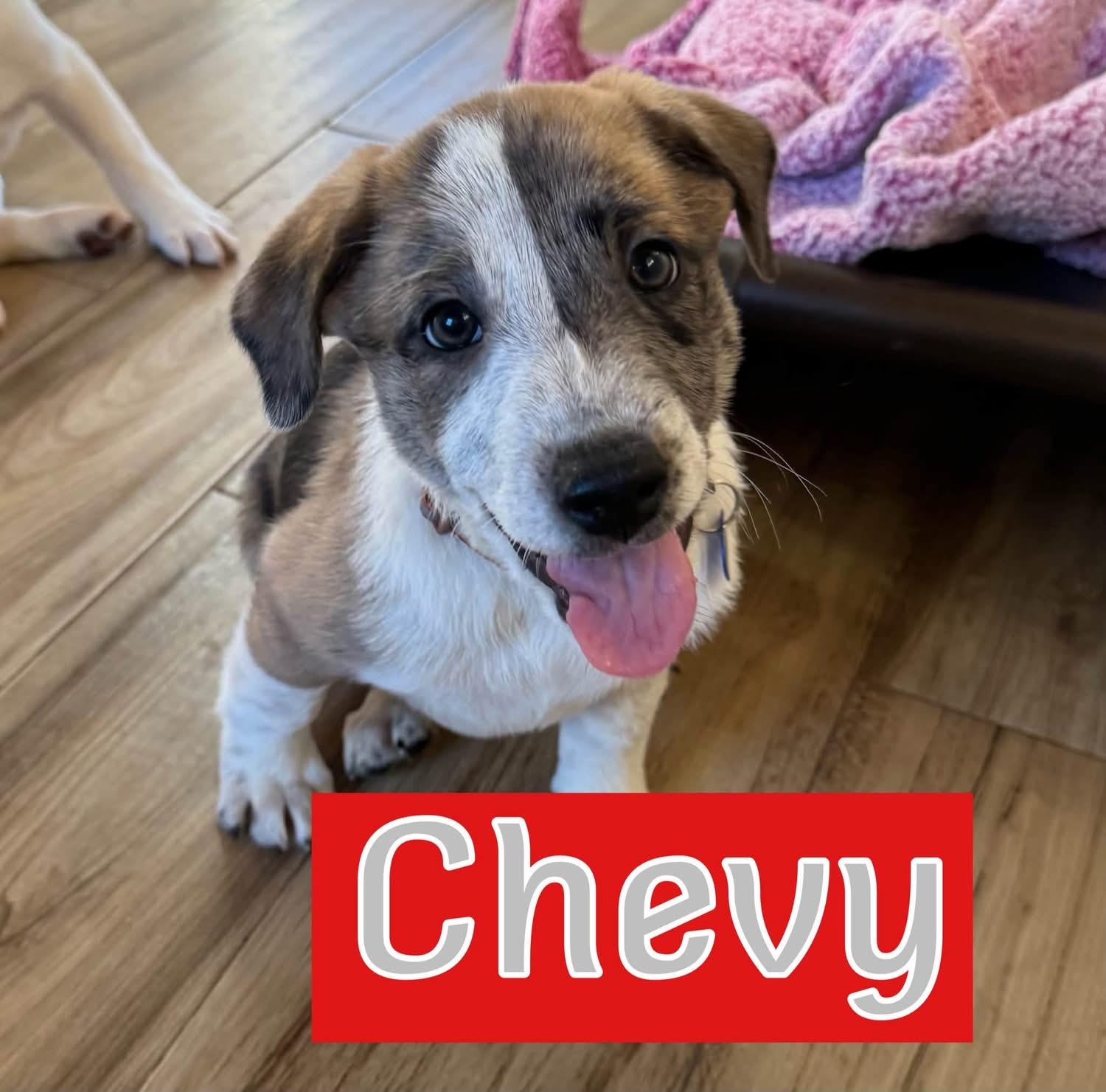 Chevy, Adopted, Puppy Male Australian Shepherd.