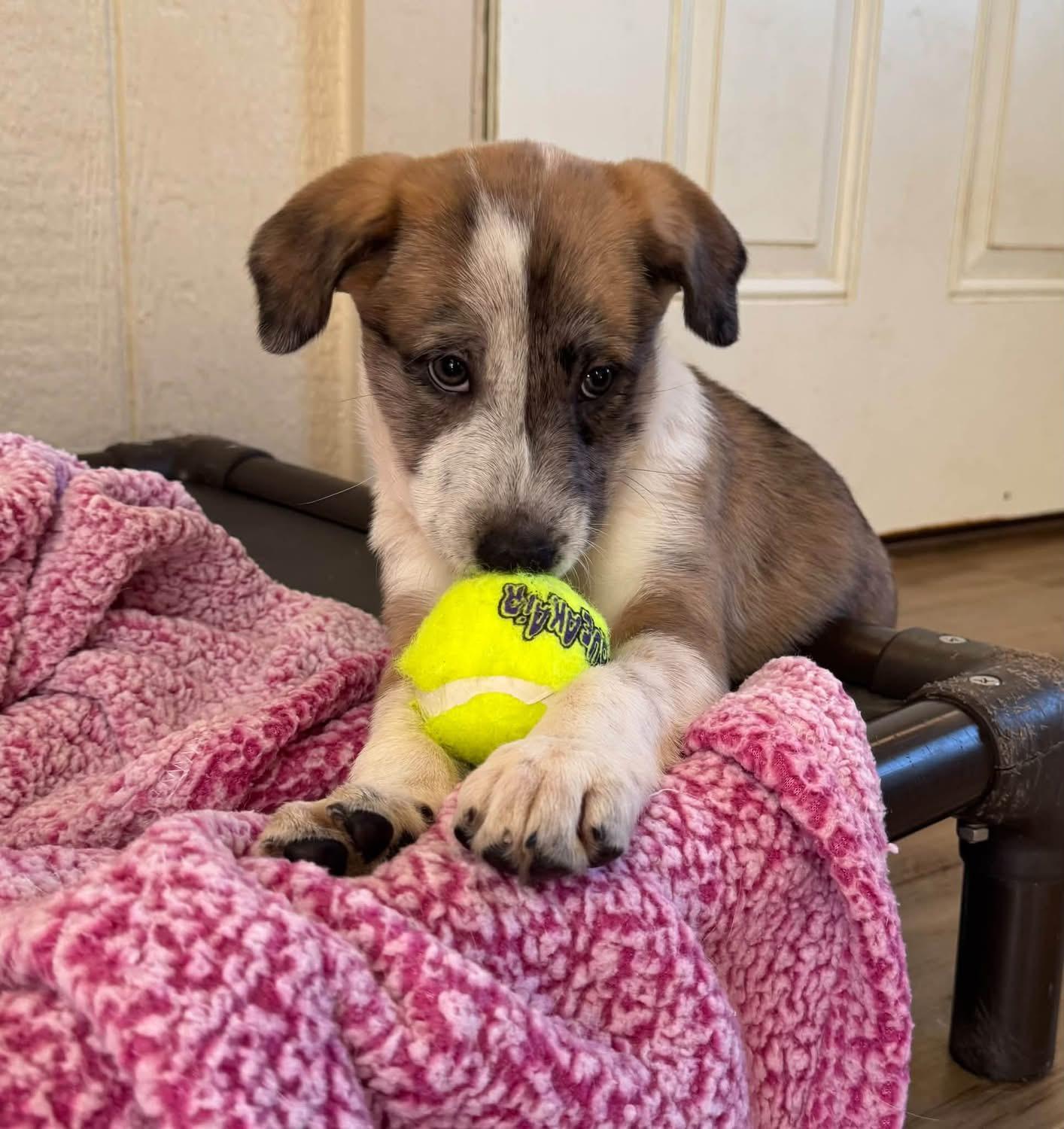 Enlarge Chevy, a Adopted mixed breed in Southlake, TX image 3/5