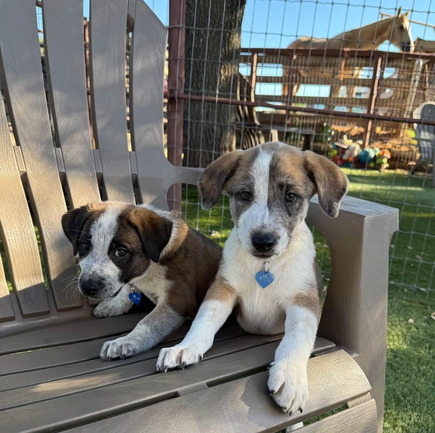 Enlarge Chevy, a Adopted mixed breed in Southlake, TX image 4/5