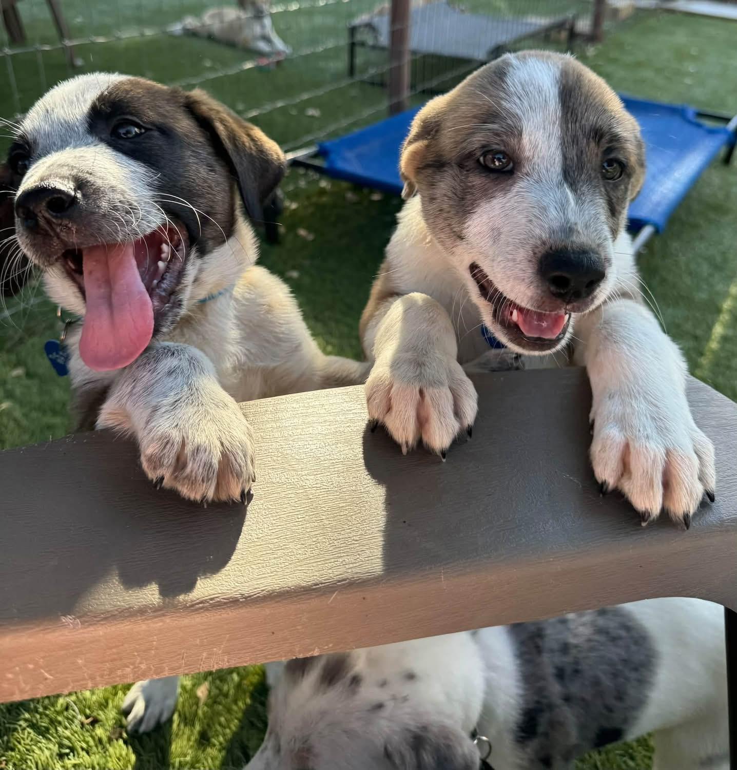 Enlarge Chevy, a Adopted mixed breed in Southlake, TX image 2/5