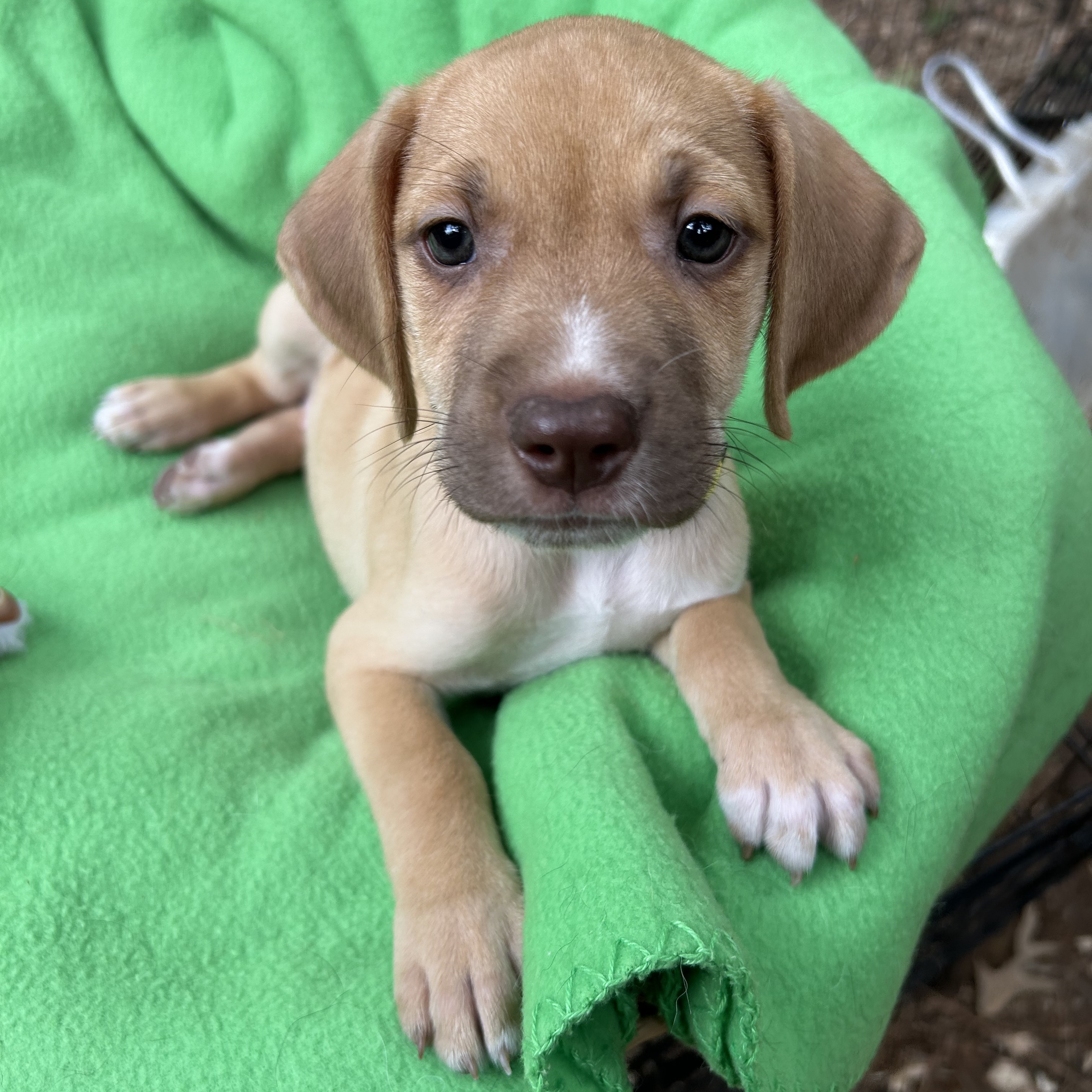 Dog for adoption Demi, a Yellow Labrador Retriever Mix in Rockford