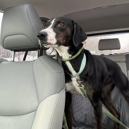 Enlarge Birdie, an adoptable mixed breed in Lake Odessa, MI image 4/6