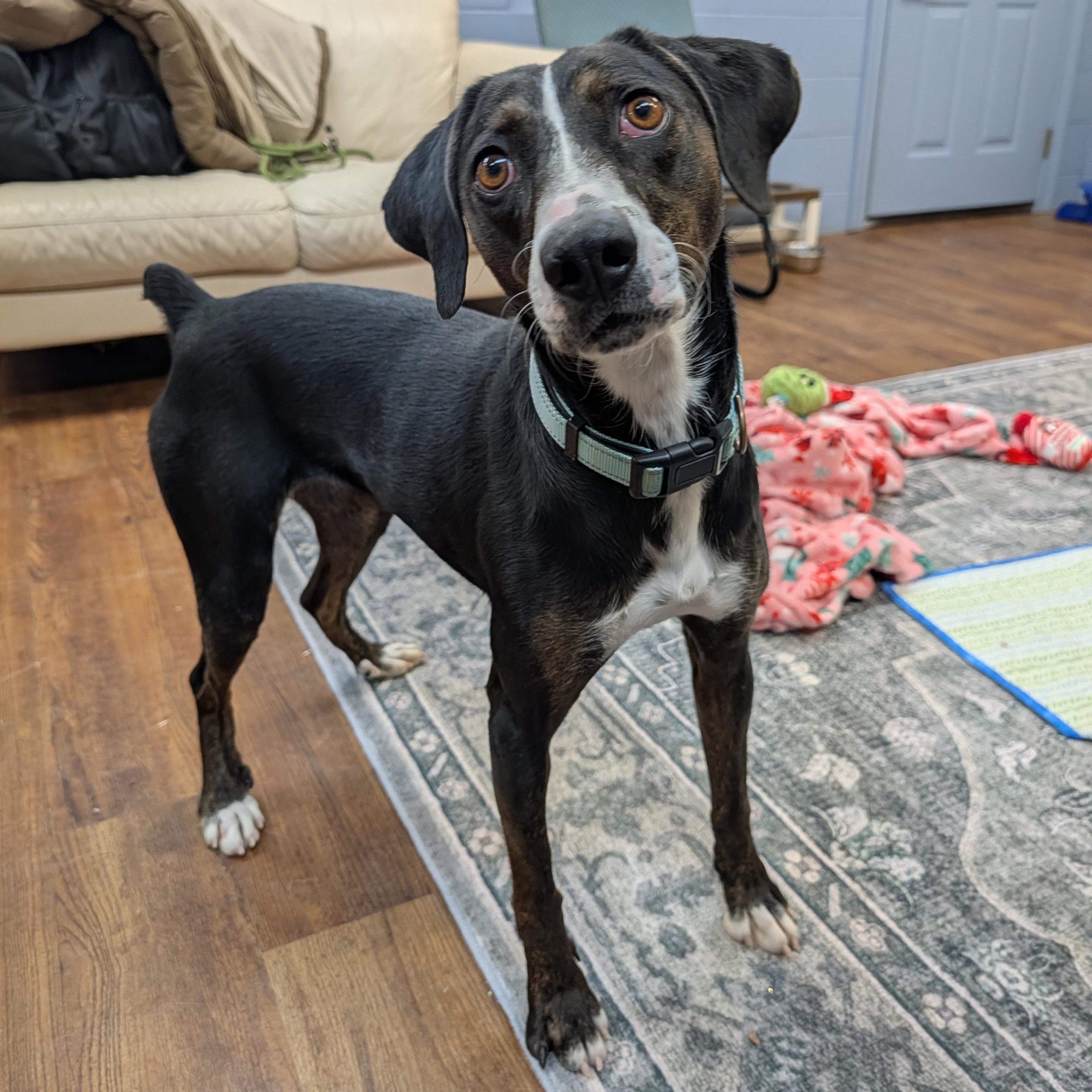 Enlarge Birdie, an adoptable mixed breed in Lake Odessa, MI image 2/6