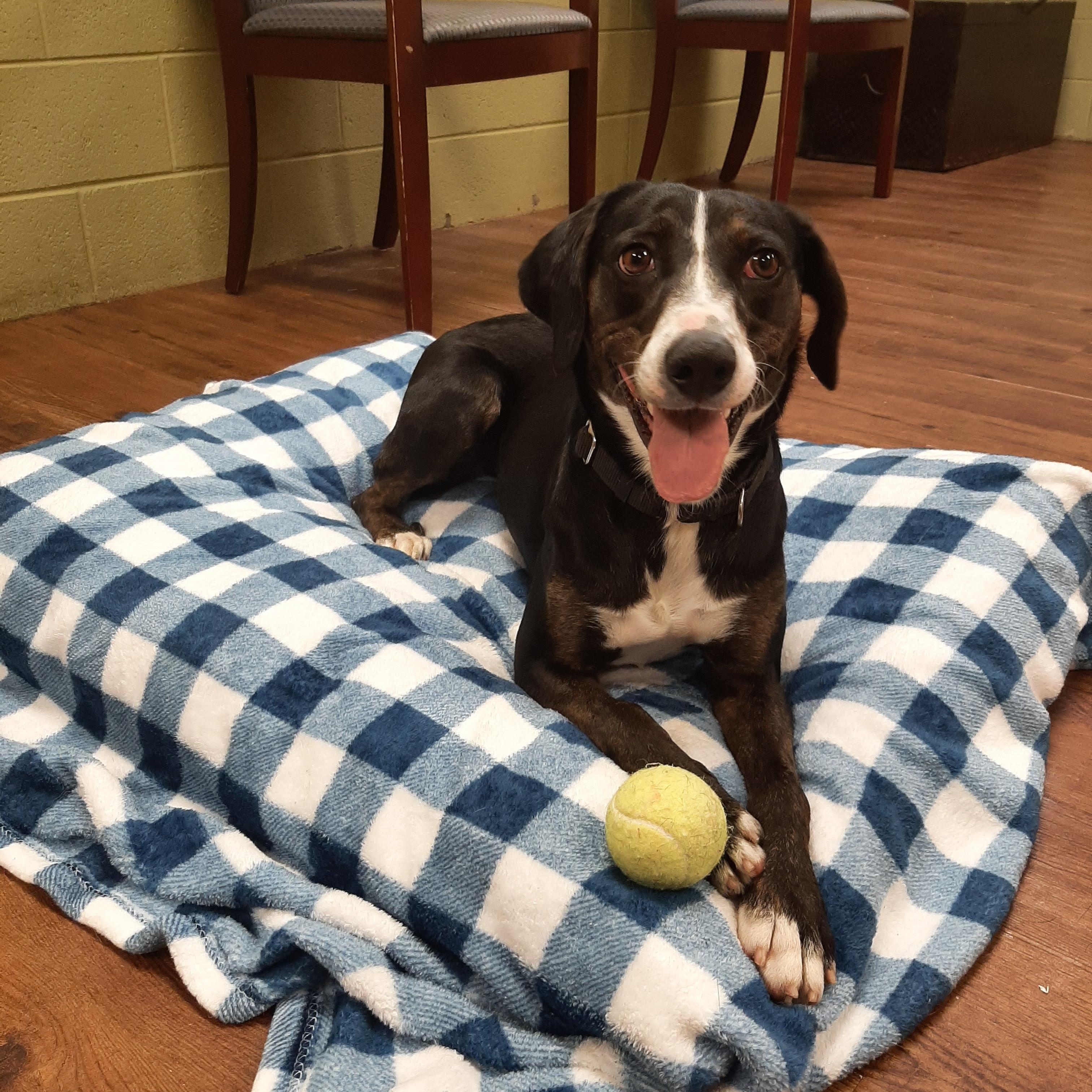 Enlarge Birdie, an adoptable mixed breed in Lake Odessa, MI image 5/6