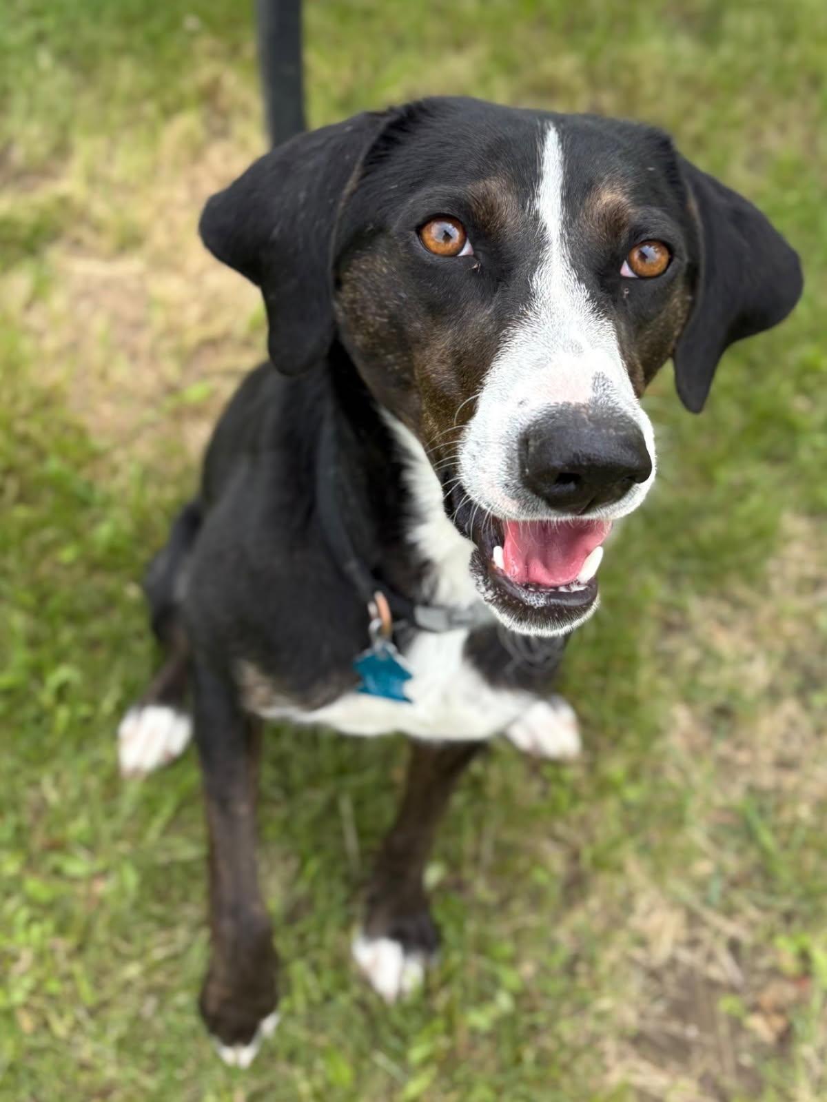 Enlarge Birdie, an adoptable mixed breed in Lake Odessa, MI image 3/6