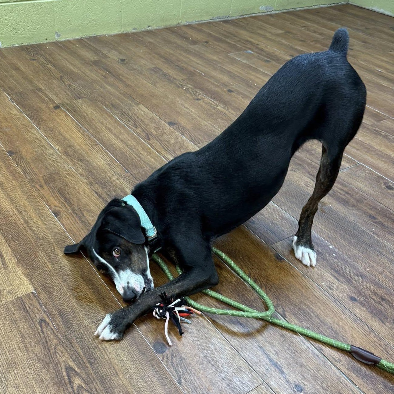 Enlarge Birdie, an adoptable mixed breed in Lake Odessa, MI image 1/6