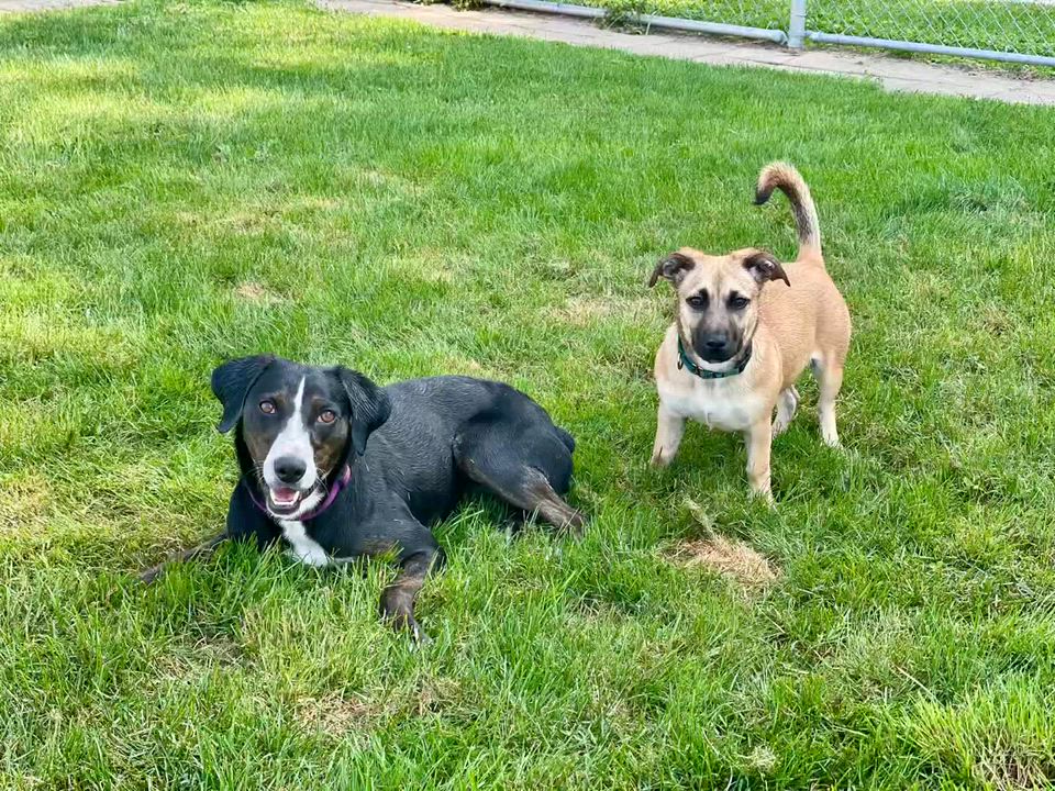 Enlarge Birdie, an adoptable mixed breed in Lake Odessa, MI video 6/6