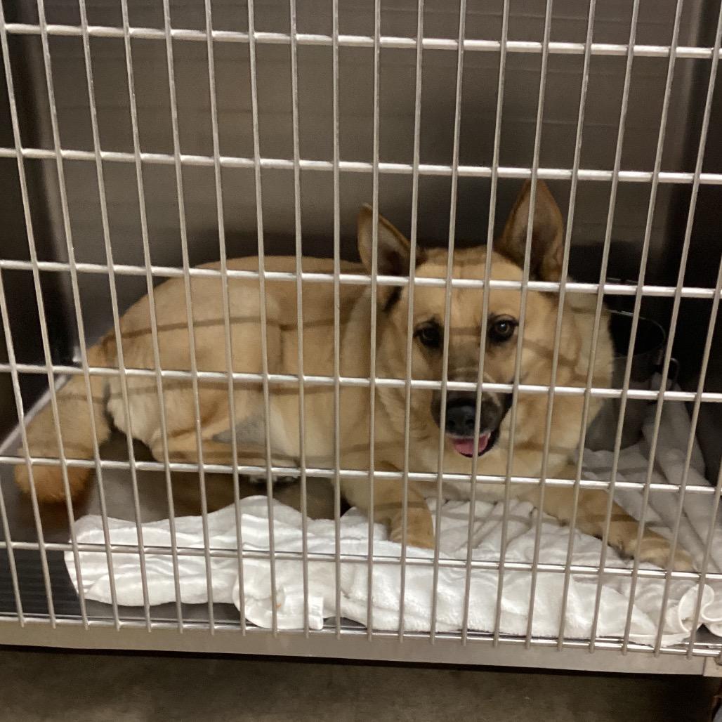 Sable, a Adoptable Shepherd in Abilene, TX image 1/4