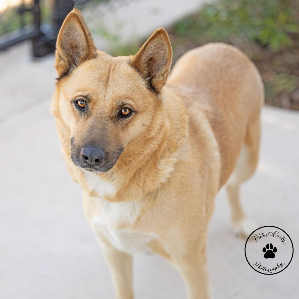 Sable, a Adoptable Shepherd in Abilene, TX image 2/4