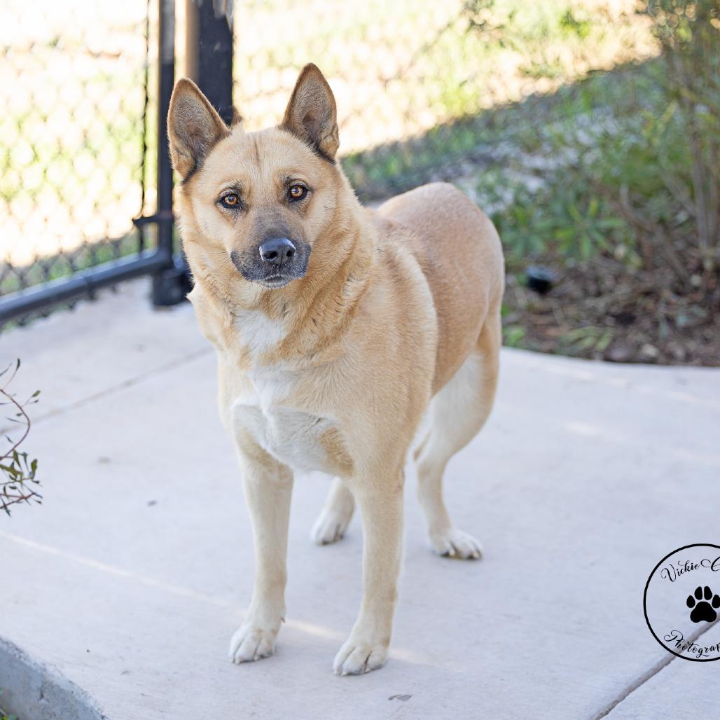 Sable, a Adoptable Shepherd in Abilene, TX image 3/4