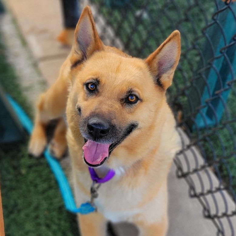 Sable, a Adoptable Shepherd in Abilene, TX image 4/4