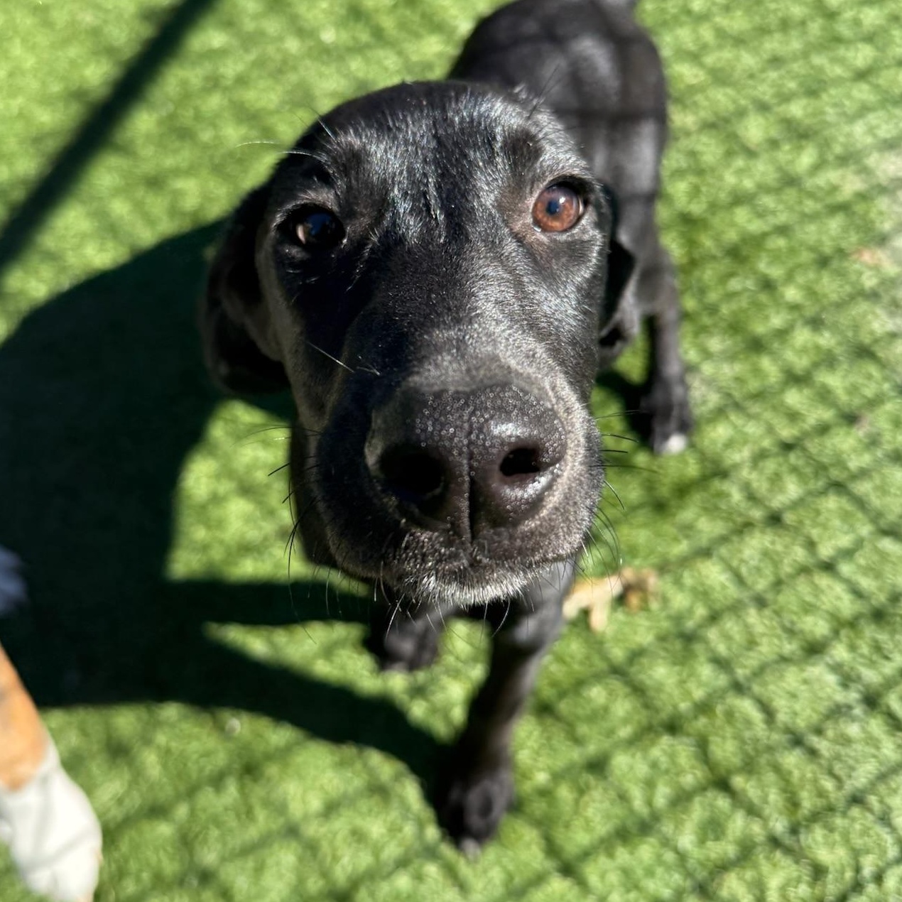 Enlarge Phantom, a Adoptable mixed breed in Groton, CT image 1/4