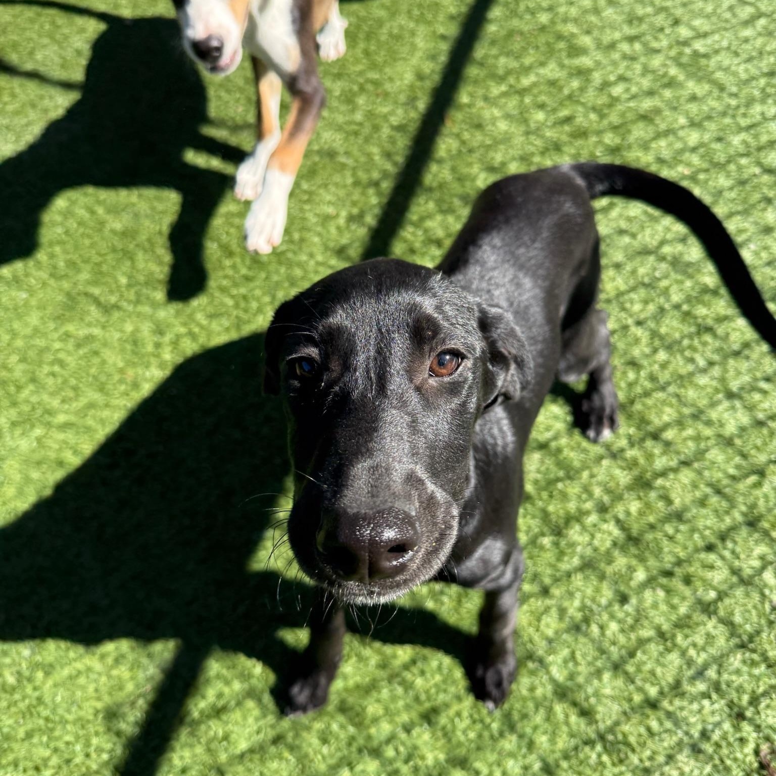 Enlarge Phantom, a Adoptable mixed breed in Groton, CT image 2/4