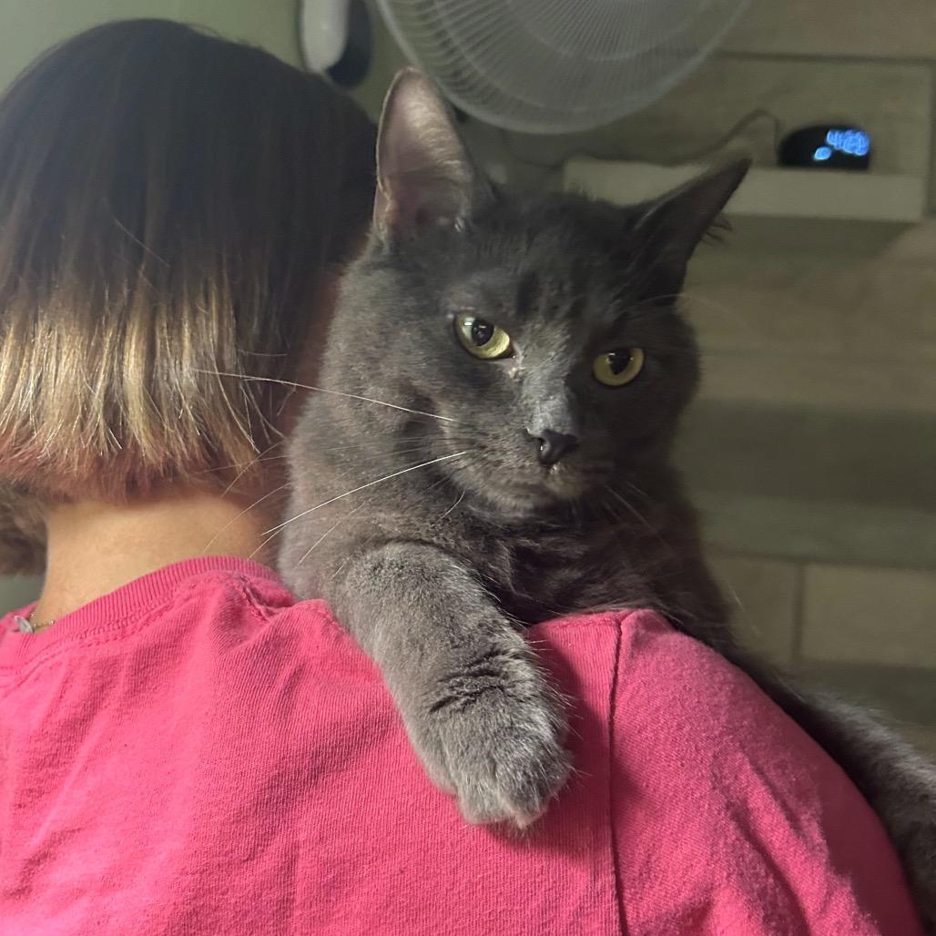 Enlarge Captain Sushi, a Adoptable Domestic Medium Hair in Bloomington, IN image 1/4